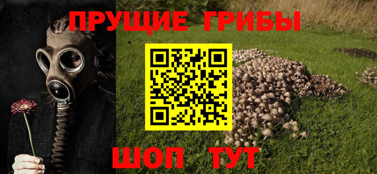 Галлюциногенные грибы Cubensis  Вход с VPN  Назарово 